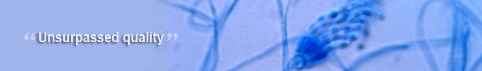 Slideshow Image 2